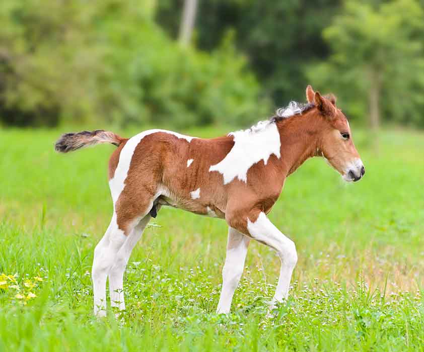 Fox Creek Veterinary Hospital - Equine Services