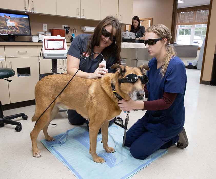 Fox Creek Veterinary Hospital - Laser Therapy