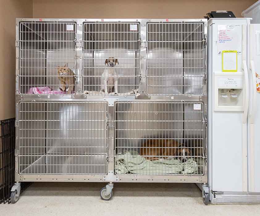 Fox Creek Veterinary Hospital - Intensive Care Boarding