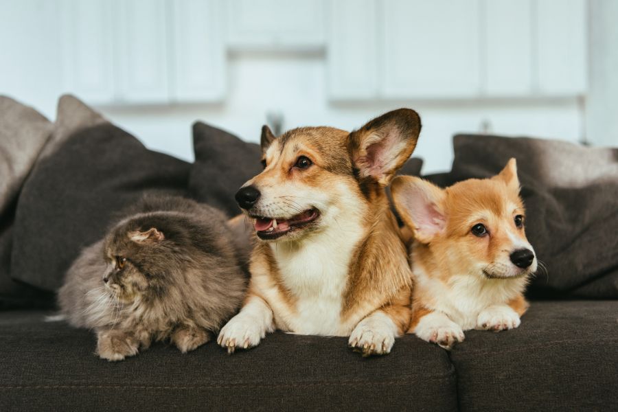 Pet Safety