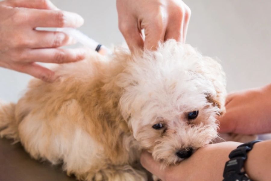 Pet Vaccinations