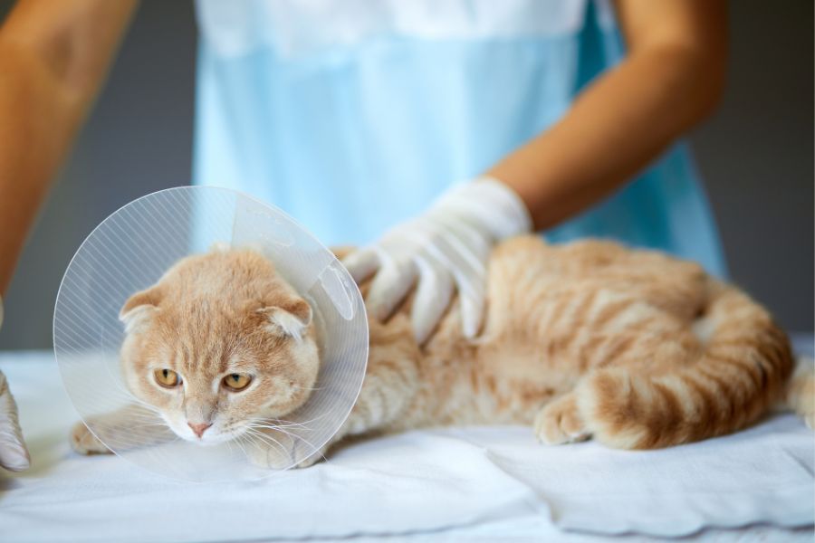 cat recover after spaying or neutering