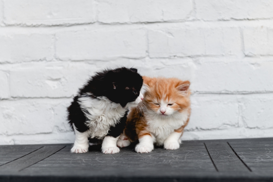 3-3-3-rule-for-kittens