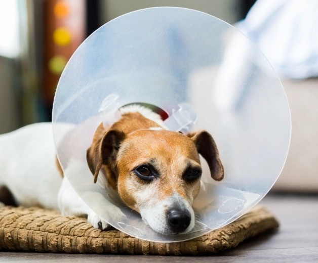 how-to-prepare-your-dog-for-surgery