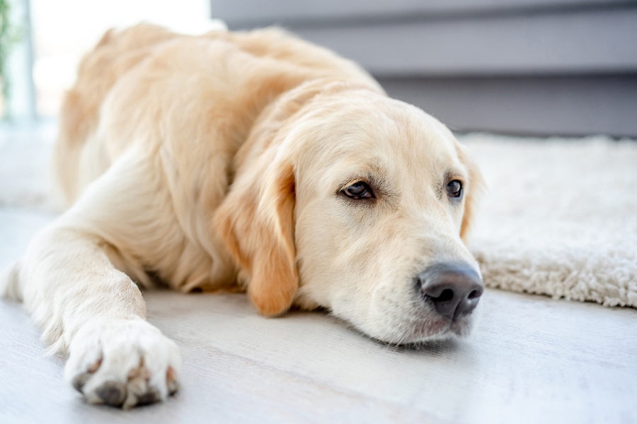 Common Signs Your Dog Needs to See a Vet Immediately