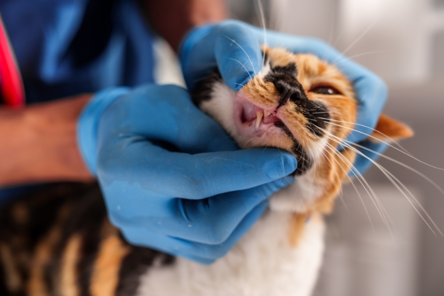 Top Tips for Keeping Your Cat's Teeth Clean and Healthy