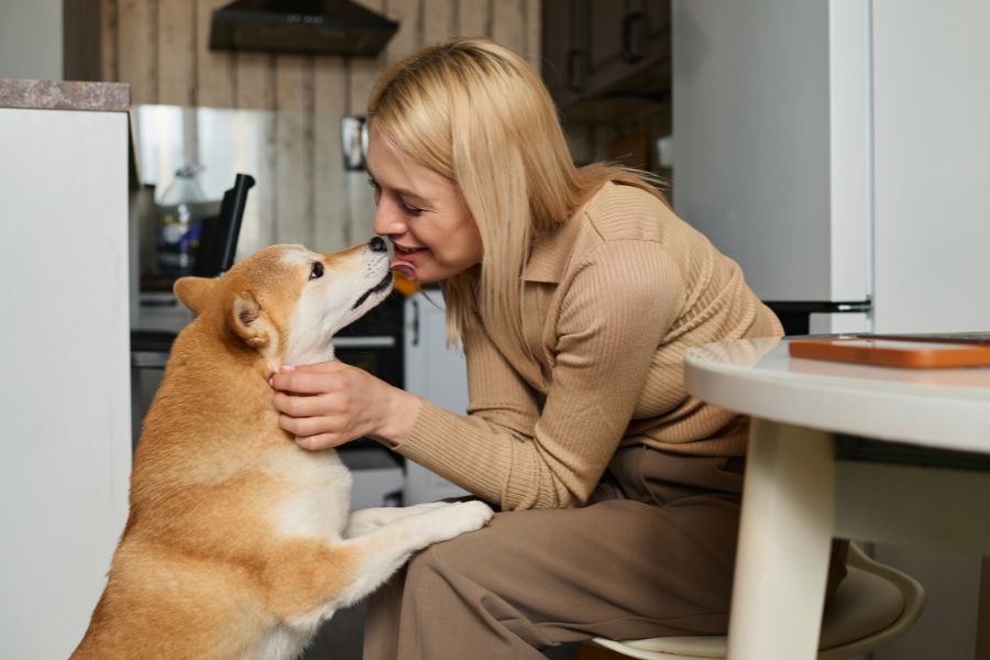 3-3-3-rule-dogs-adjustment-guide