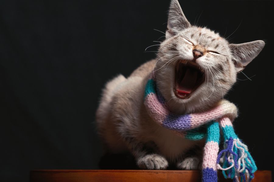 cat-bad-breath-medical-emergency