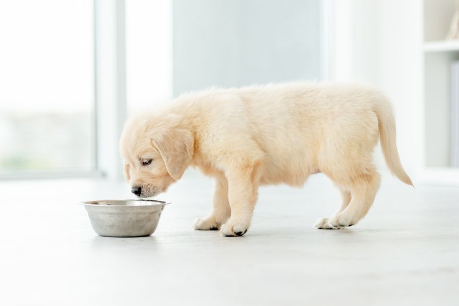 best-food-golden-retriever-puppies