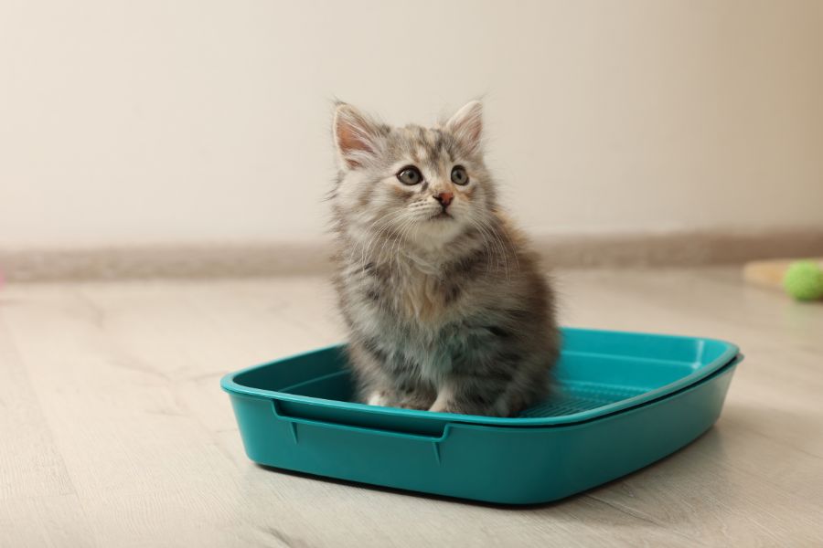 ultimate-kitten-wellness-checklist