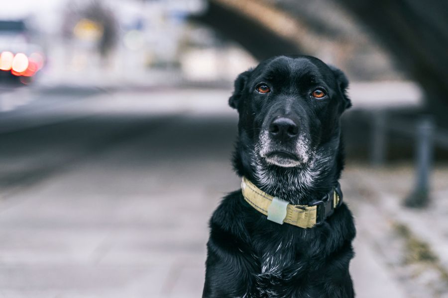 smart-collars-track-pet-arthritis