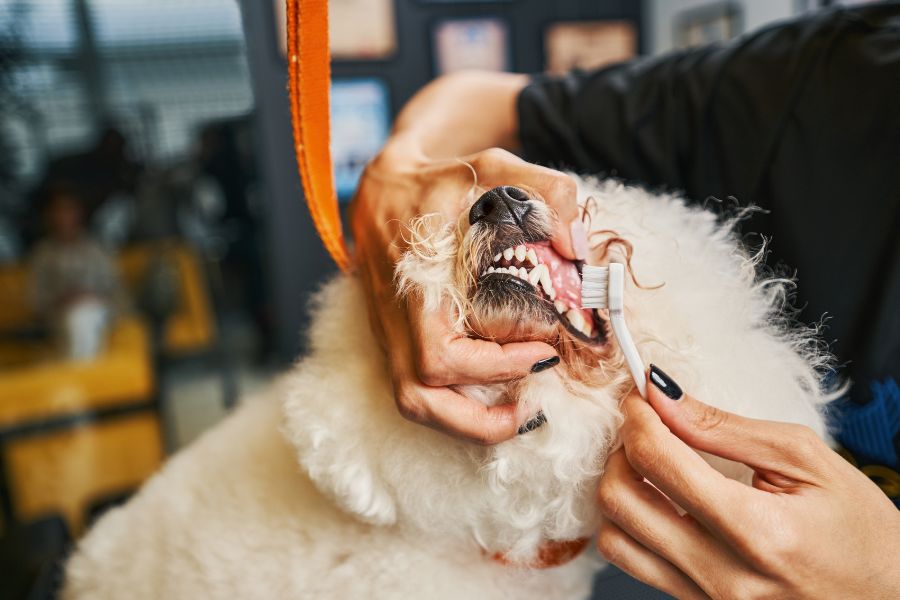 dental-disease-pets-symptoms-treatment-guide