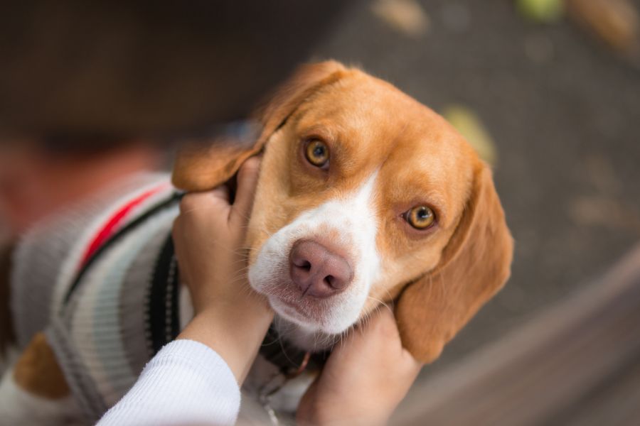 best-dog-food-senior-dogs-2026-guide