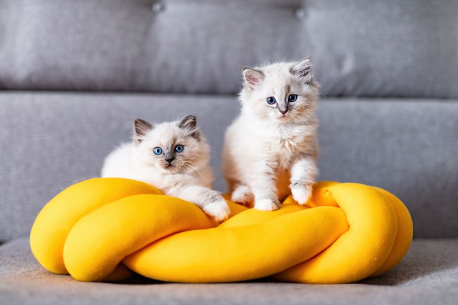 3-3-3-rule-for-cats-new-owner-guide