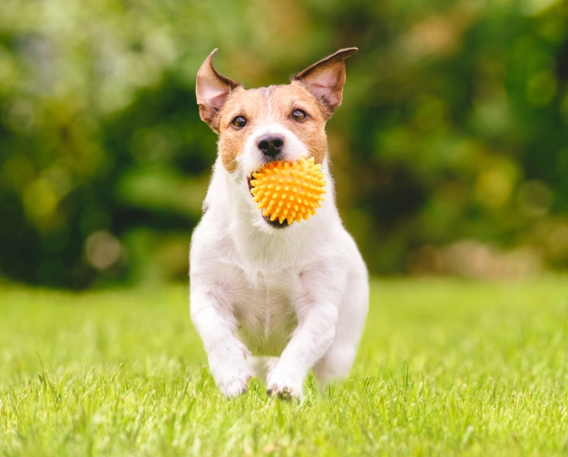 Intensive Care Boarding