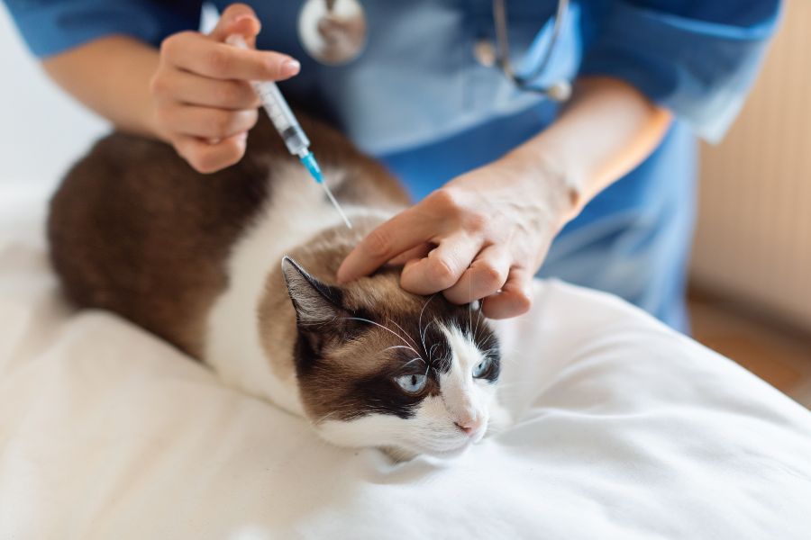 what-age-pets-get-rabies-vaccine-guide