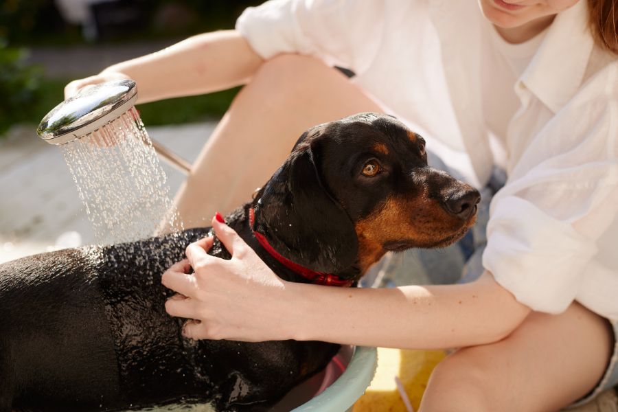 keep-dog-cool-summer-overheating-guide