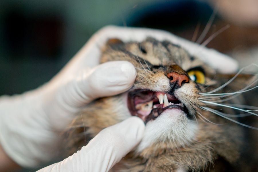 7-warning-signs-pet-dental-disease-guide