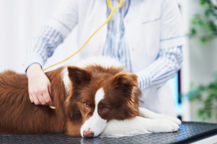 how-often-pets-need-wellness-exams-guide