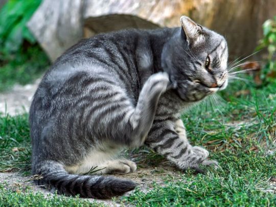 pet-scratching-too-much-causes-explained-guide