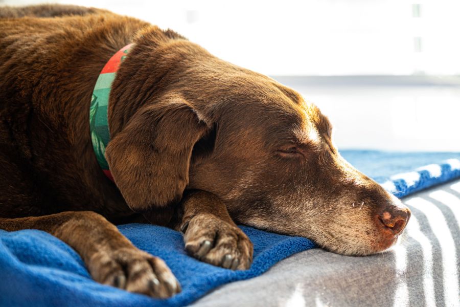 dog-ate-a-banana-when-to-worry-guide