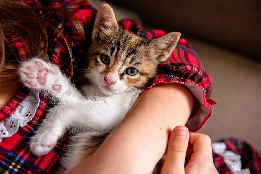 why-is-my-kitten-crying-or-meowing-guide