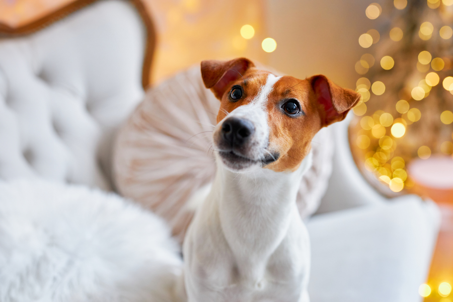avoid-hydrogen-peroxide-on-pets-without-vet-guidance-guide