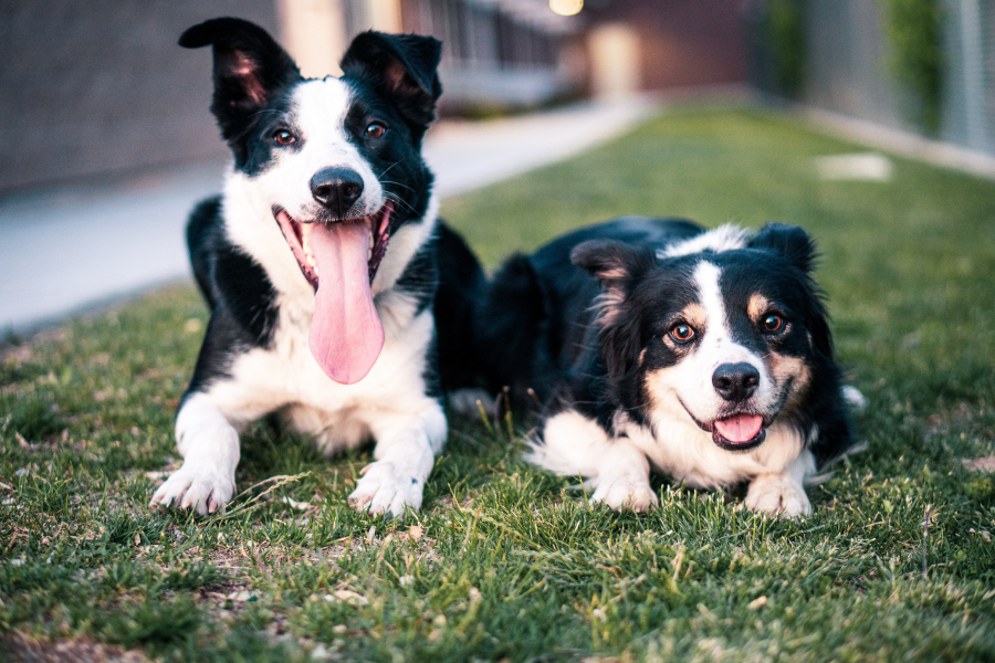 best-dry-puppy-foods