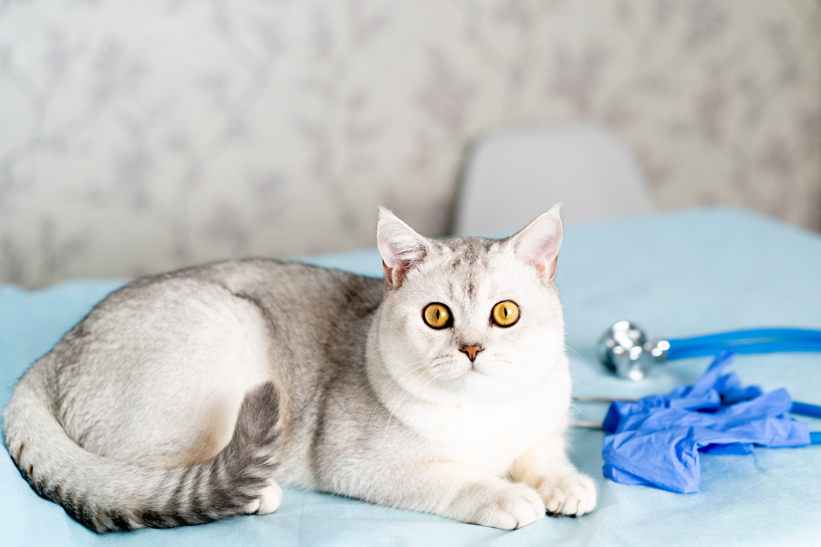 pet-cant-pee-urgent-care